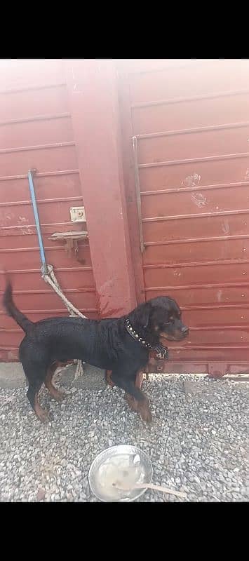 Top quality Rottweiler 2