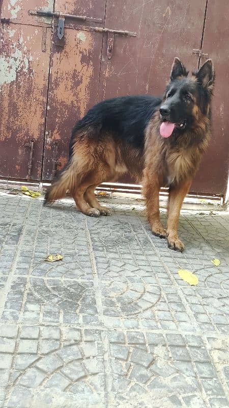 German shepherd Only For Stud . 3