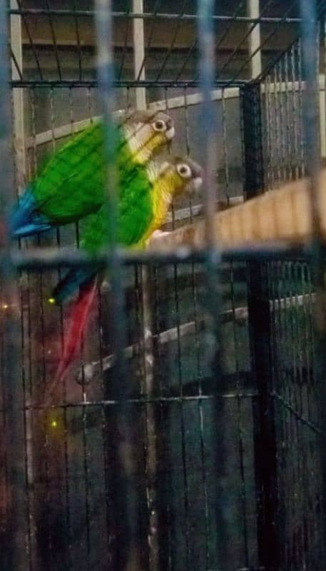 Crested dove australlian sunconure pineapple conure breeding pair 1