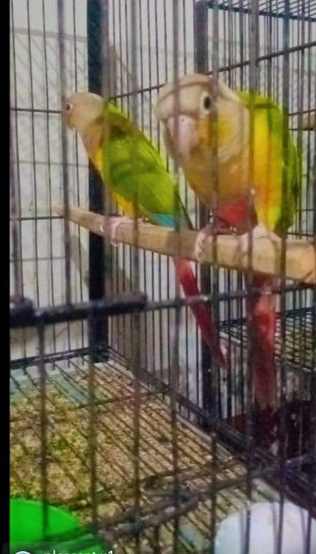 Crested dove australlian sunconure pineapple conure breeding pair 2