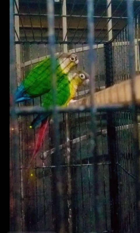 Crested dove australlian sunconure pineapple conure breeding pair 3