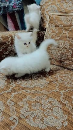 female Persian cat kittens