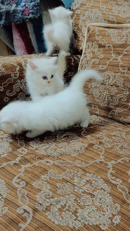 female Persian cat kittens 0