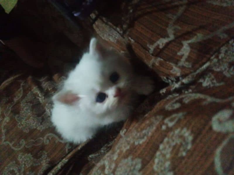 female Persian cat kittens 1