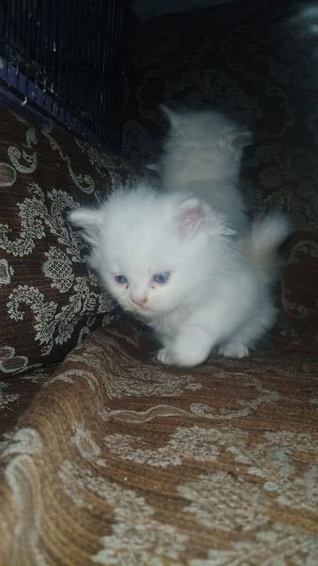 female Persian cat kittens 2