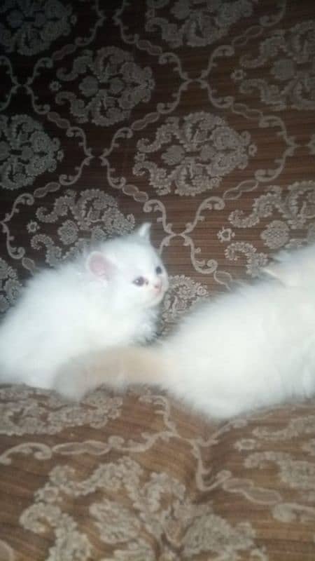 female Persian cat kittens 3