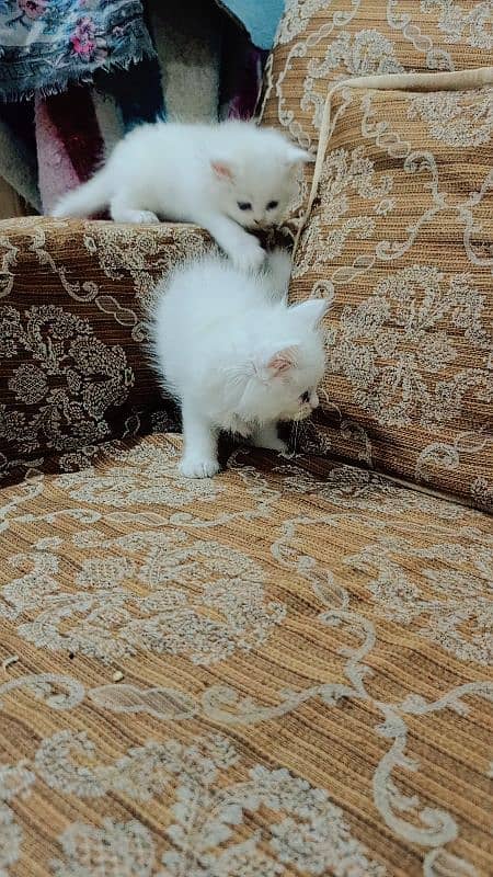 female Persian cat kittens 4