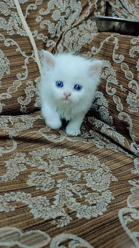 female Persian cat kittens 5