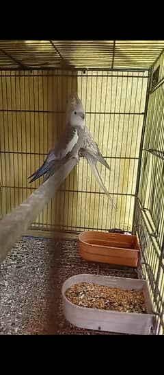 Cockatiel Ka breeder pair with chicks split ino aur eno pied Kai bach