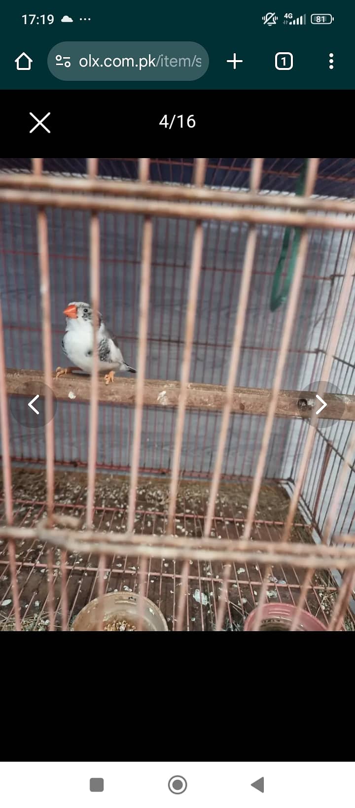 Cockatiel Ka breeder pair with chicks split ino aur eno pied Kai bach 3