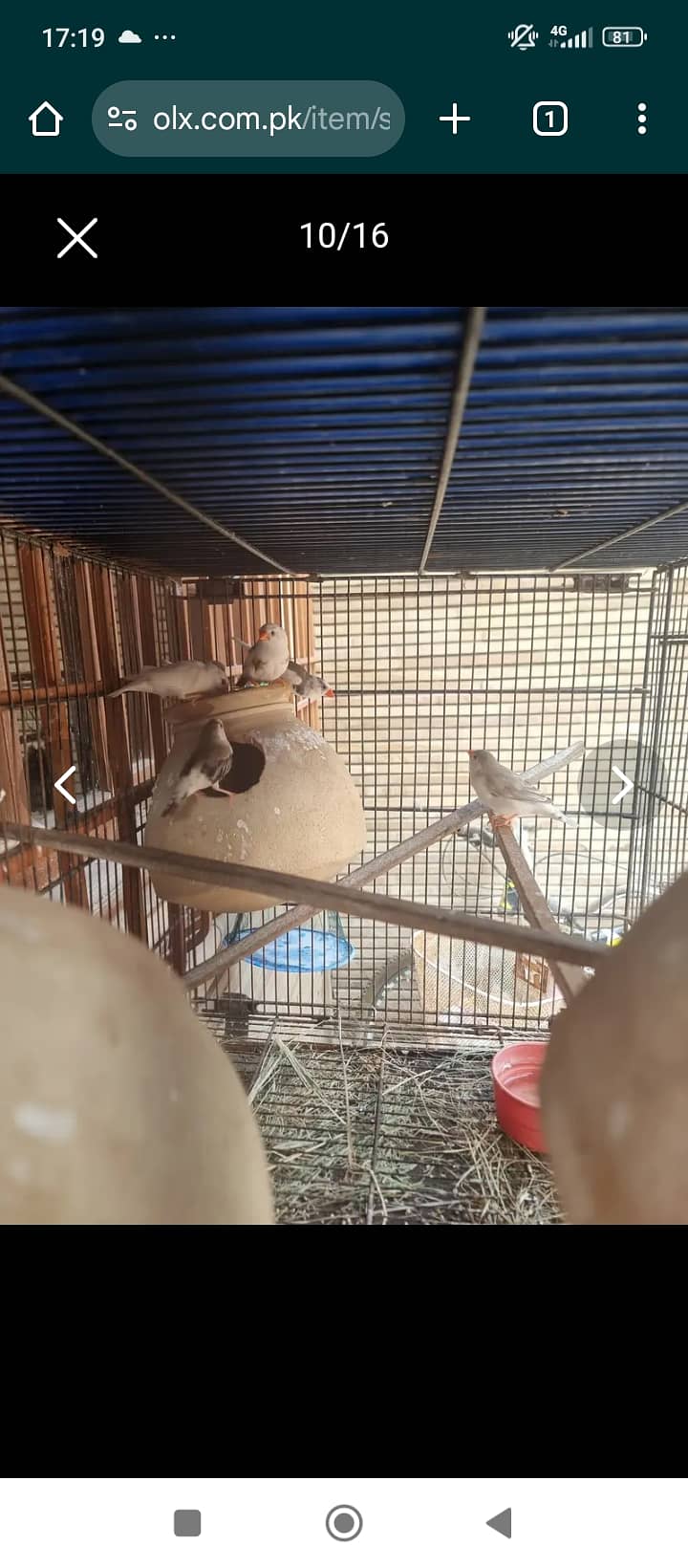 Cockatiel Ka breeder pair with chicks split ino aur eno pied Kai bach 4