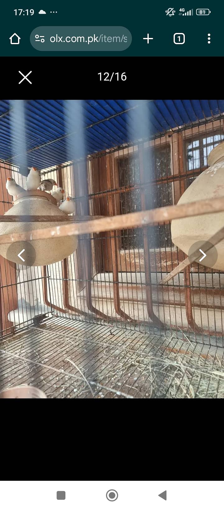 Cockatiel Ka breeder pair with chicks split ino aur eno pied Kai bach 5