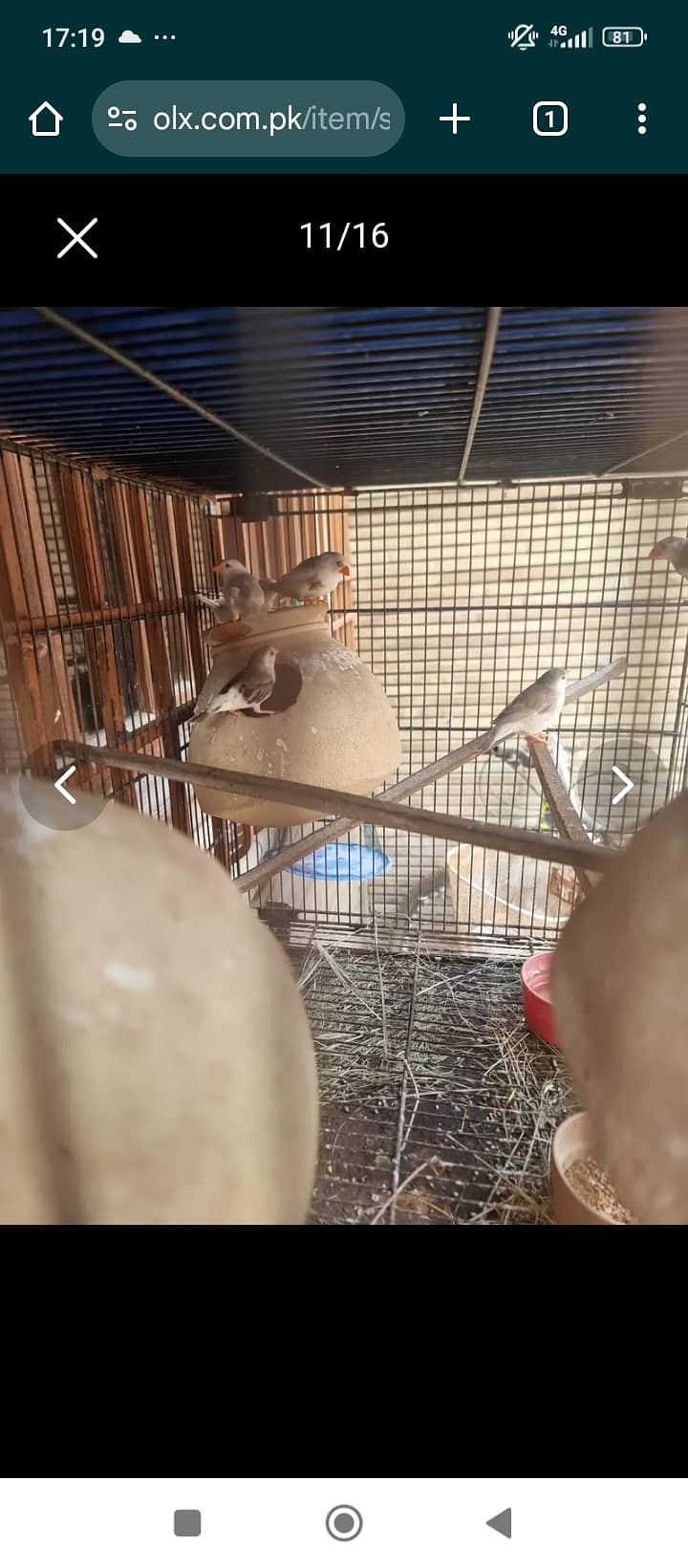 Cockatiel Ka breeder pair with chicks split ino aur eno pied Kai bach 6