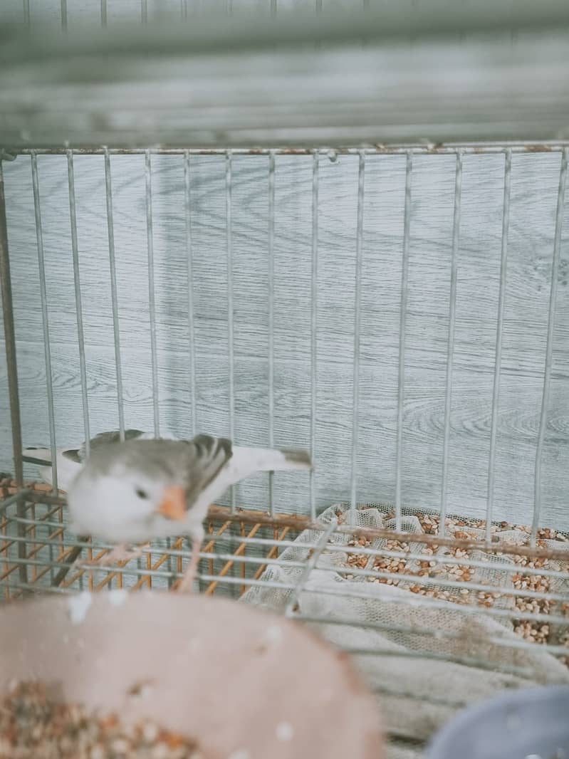 Cockatiel Ka breeder pair with chicks split ino aur eno pied Kai bach 7