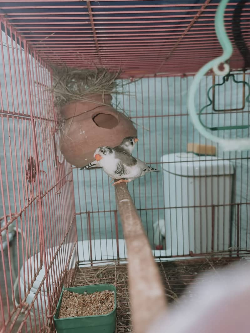 Cockatiel Ka breeder pair with chicks split ino aur eno pied Kai bach 8