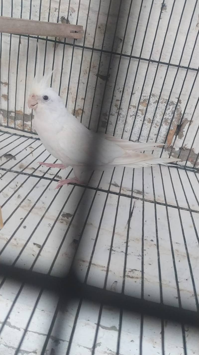 Cocktaile Breeder Pair & Eno Red Eye Female 1