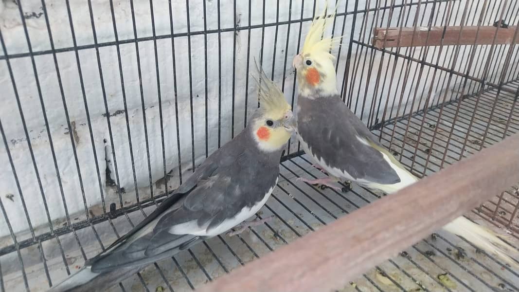 Cocktaile Breeder Pair & Eno Red Eye Female 2