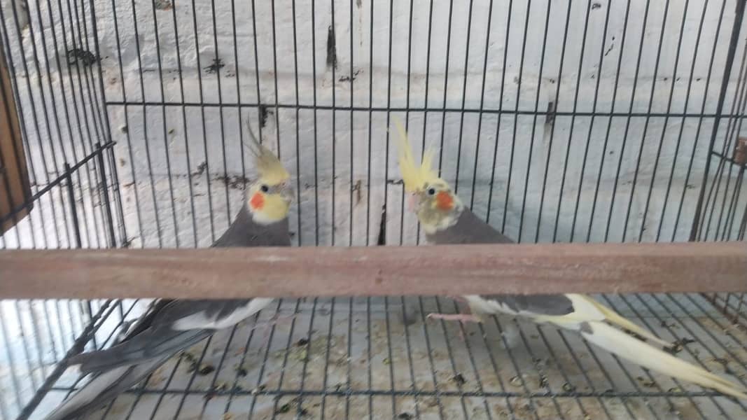 Cocktaile Breeder Pair & Eno Red Eye Female 3