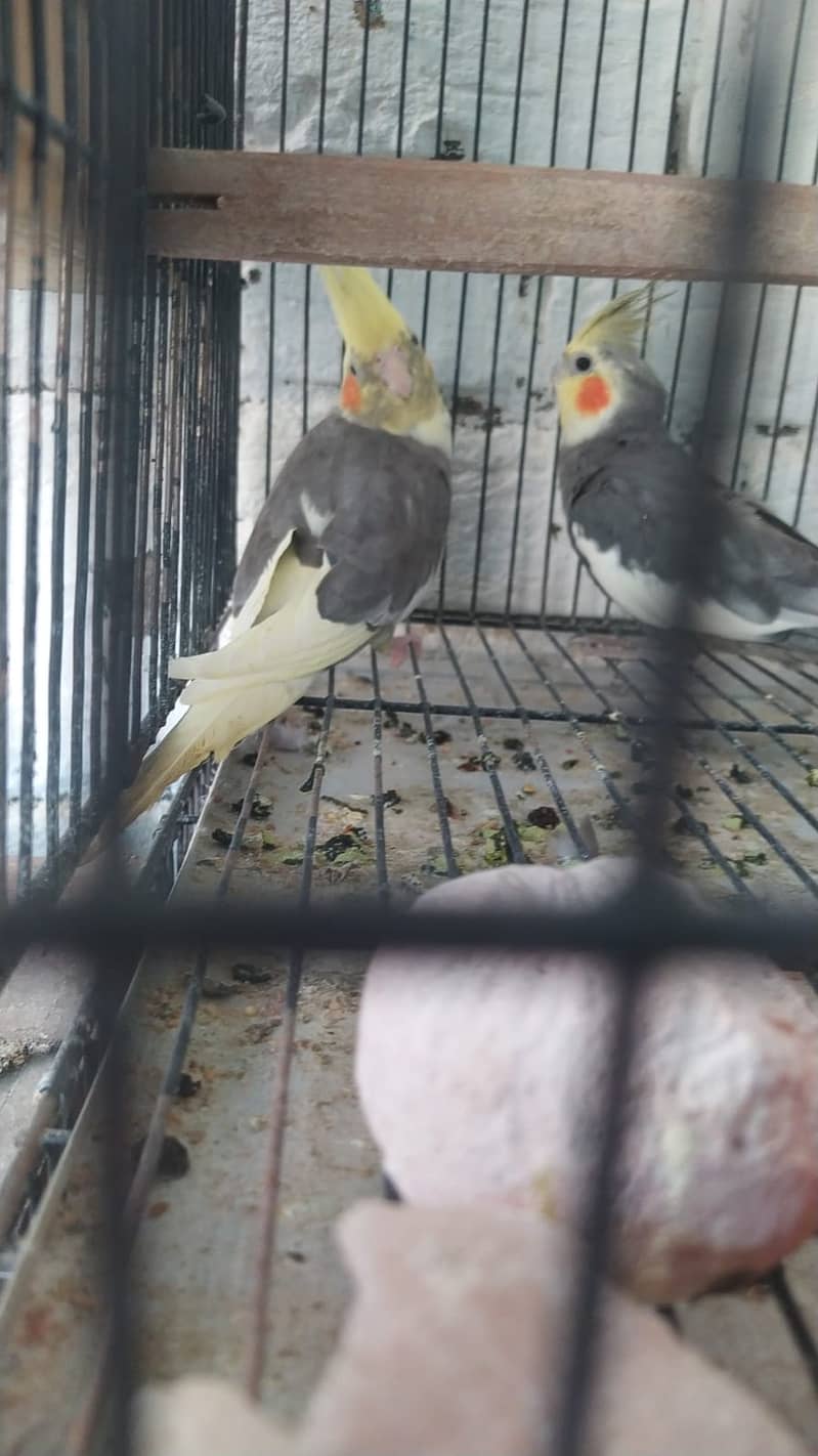 Cocktaile Breeder Pair & Eno Red Eye Female 4