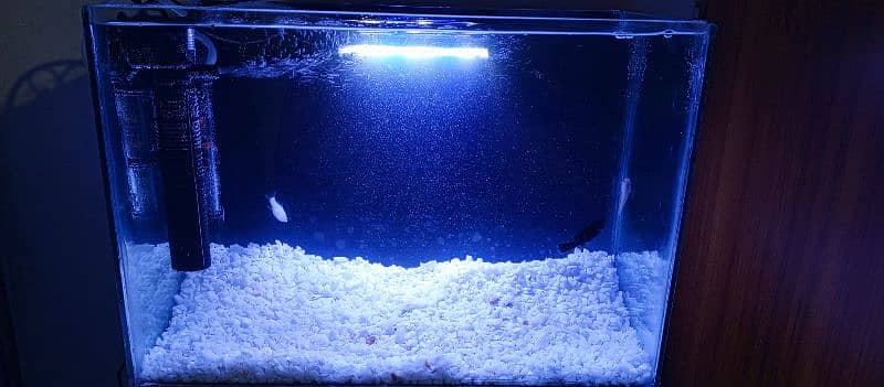 1.5 feet brand new aquarium for sale with all accesories and fish 1