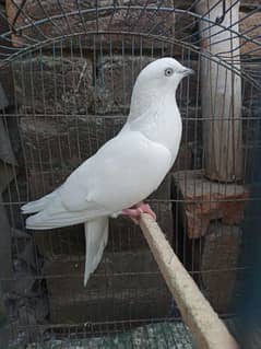 very beautiful pigeon 03456702796