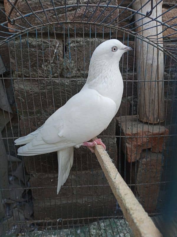 very beautiful pigeon 03456702796 0