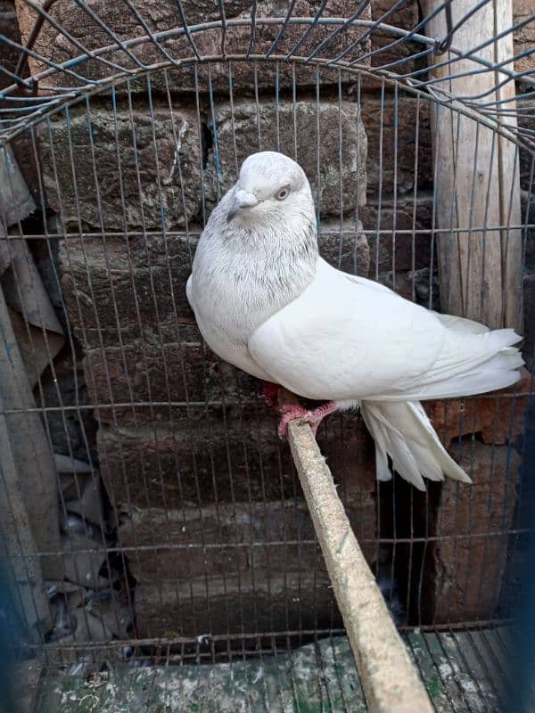 very beautiful pigeon 03456702796 1