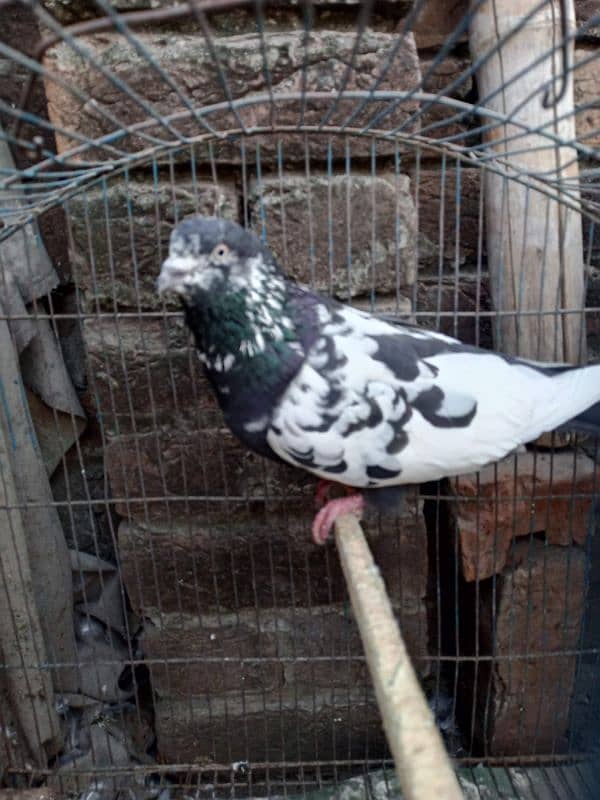 very beautiful pigeon 03456702796 2