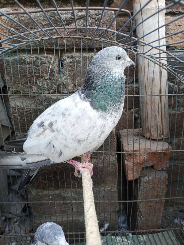 very beautiful pigeon 03456702796 5