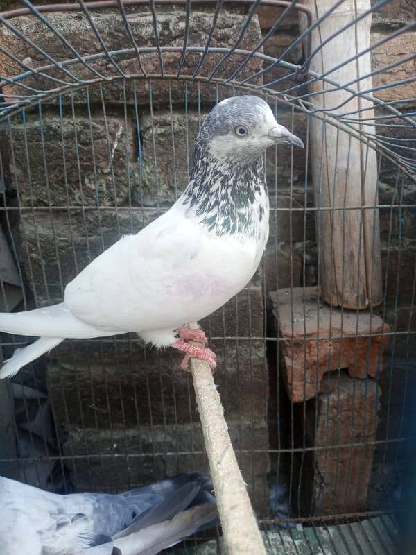 very beautiful pigeon 03456702796 6