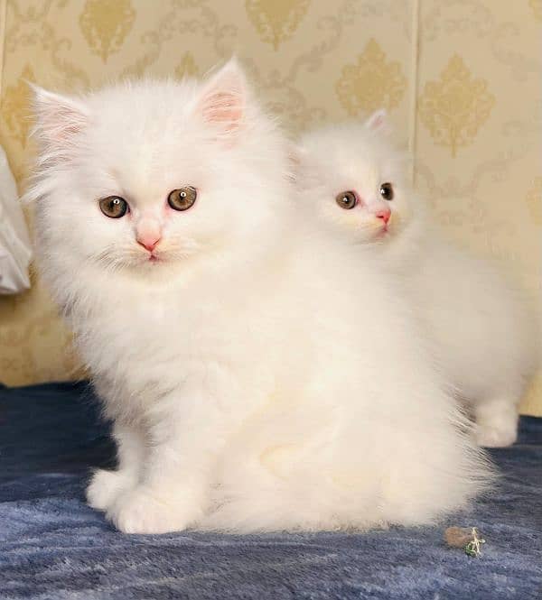 peki ,piki kitten|punch face Kittens|persian cat|cute|tripple|fluffy 18