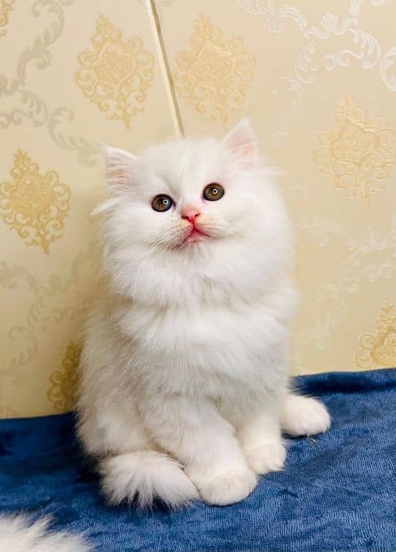 peki ,piki kitten|punch face Kittens|persian cat|cute|tripple|fluffy 19