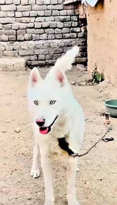 Siberian husky