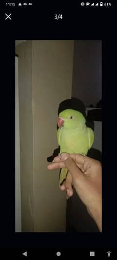 parrot