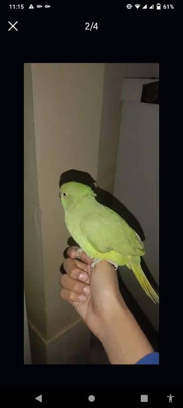 parrot 1