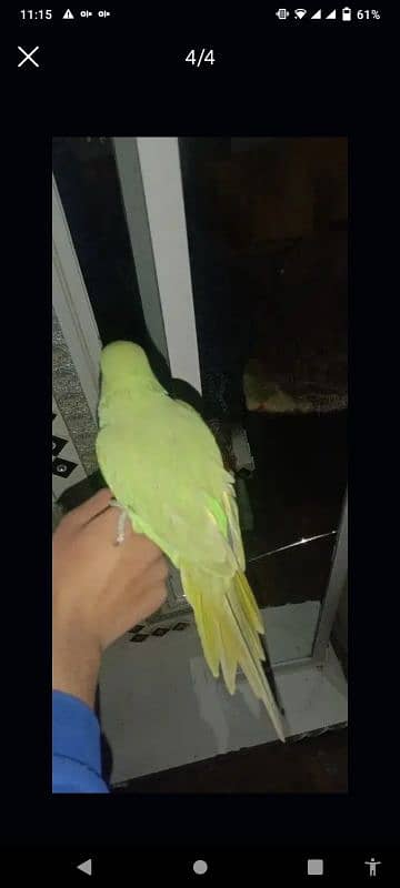 parrot 2