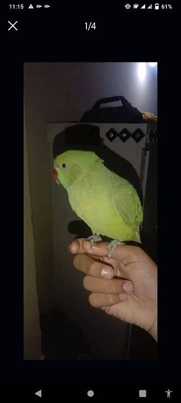 parrot 3