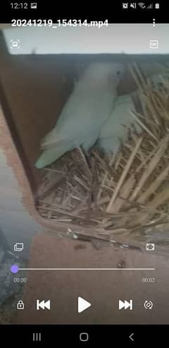 blue pastel breader pair love bird. . parrot