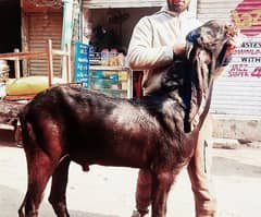 Pure amrsr bital bakra price 350