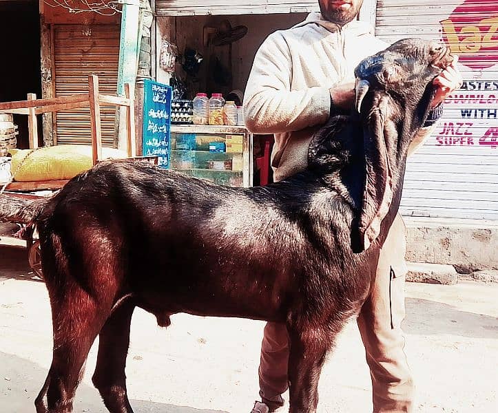 Pure amrsr bital bakra price 350 1