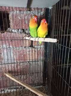 LOVE BIRD