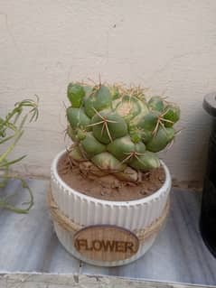 Cactus plant with beautiful pot