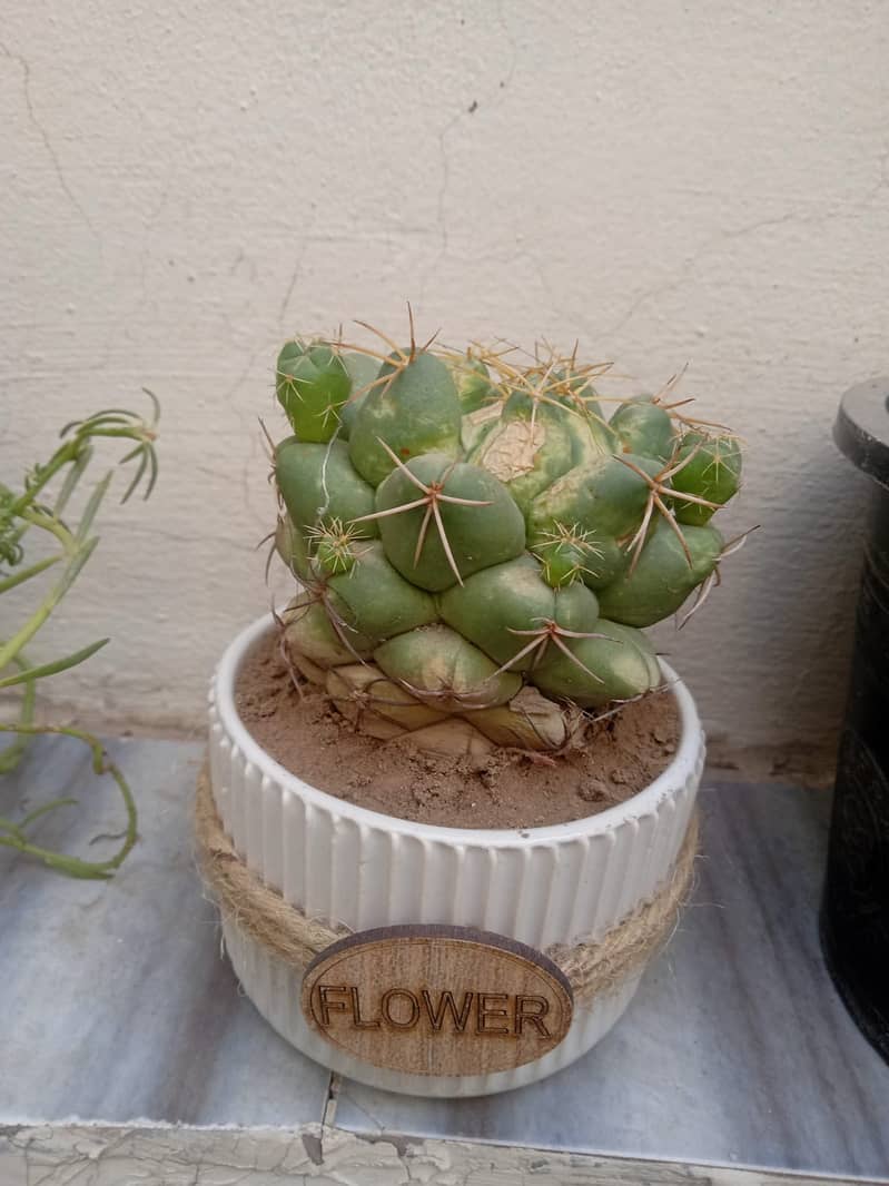 Cactus plant with beautiful pot 0