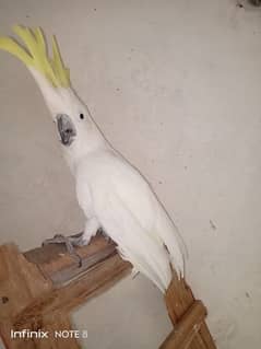 Sulphur Crested Cockatoo  males