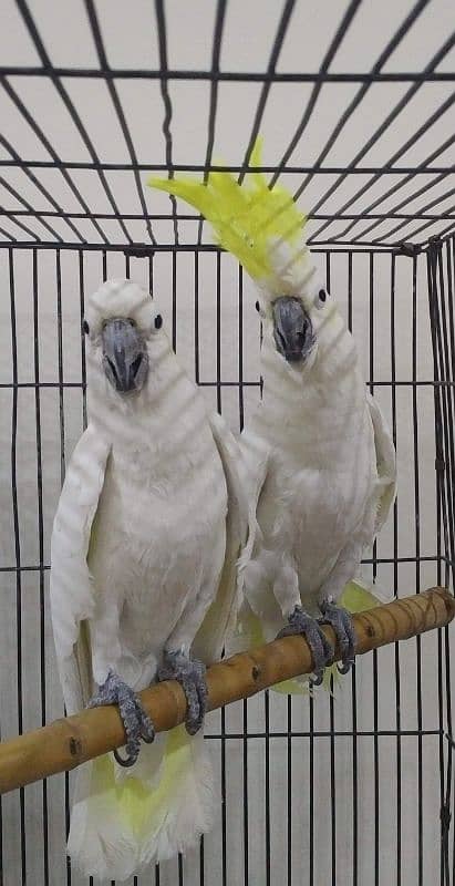 Sulphur Crested Cockatoo  males 1