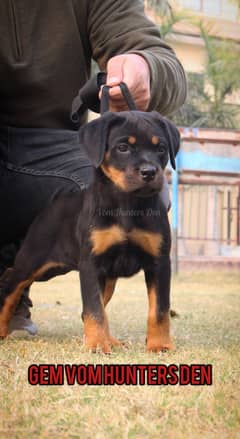 Pedigree Rottweiler Puppies