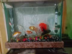 Aquarium with Fishes, Heater, Oxygen pump and light