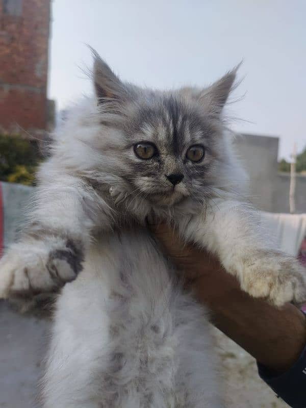 pure Persian female kitten 0