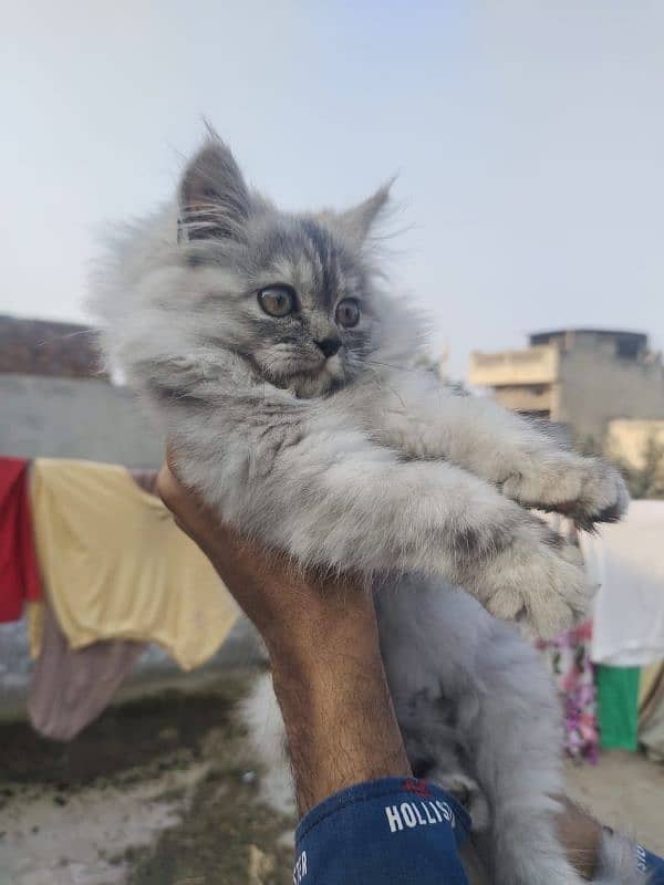 pure Persian female kitten 1