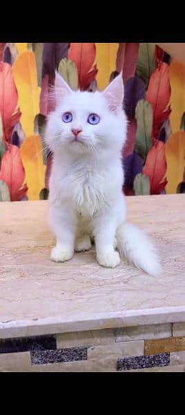 Persian cat for sale male or female my WhatsApp 0329=35=54=428 2